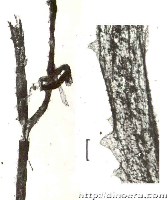 Crenaticaulis verruculosus