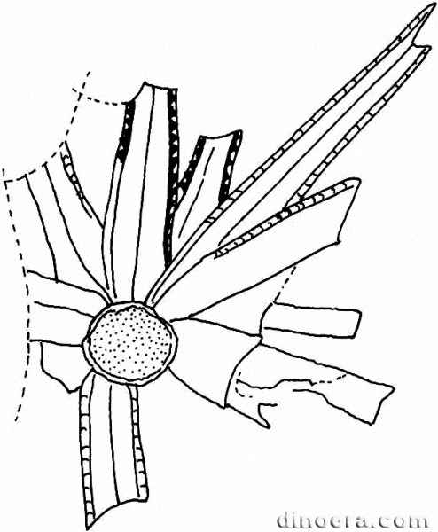 Cylomeia undulata