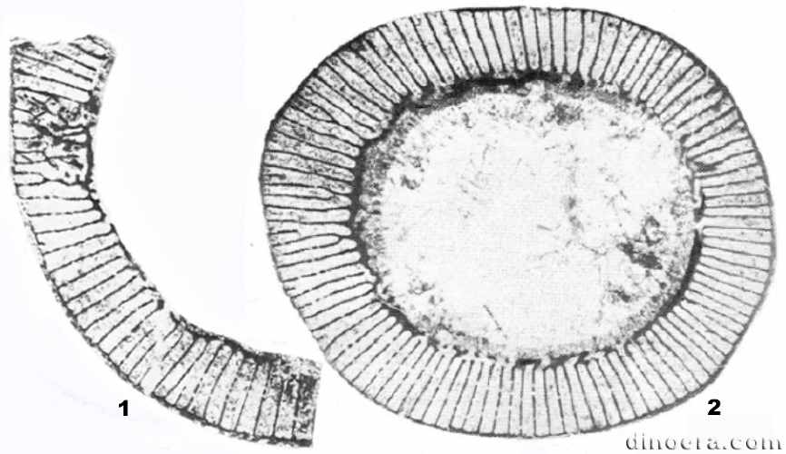 Degeleticyathus uldzuituicus