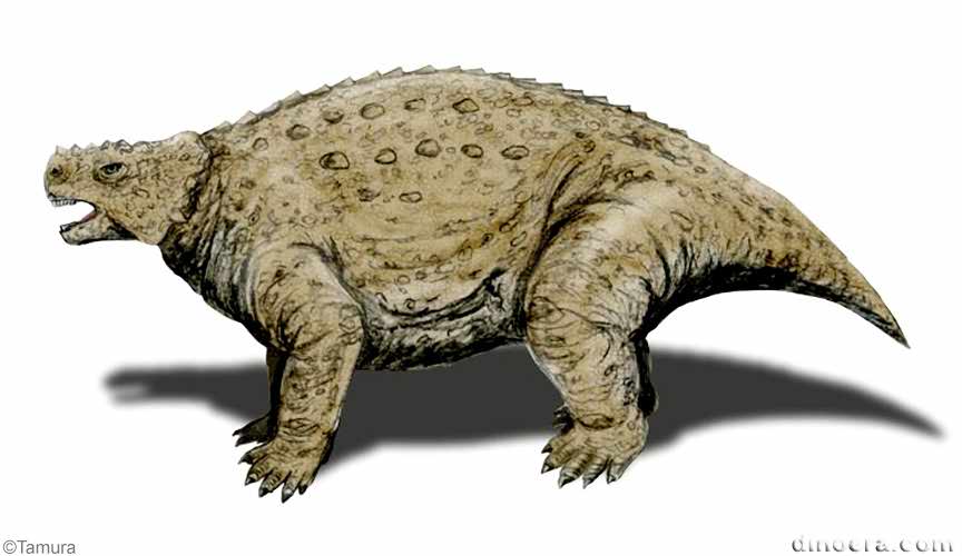 Deltavjatia vjatkensis