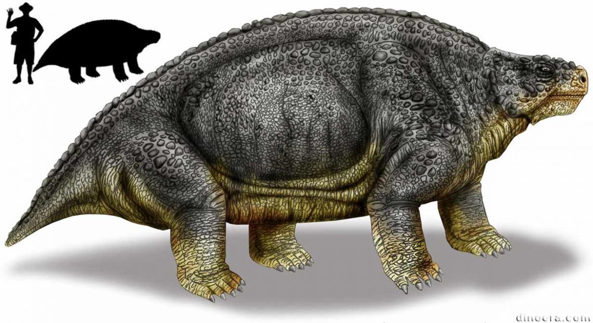 Deltavjatia vjatkensis