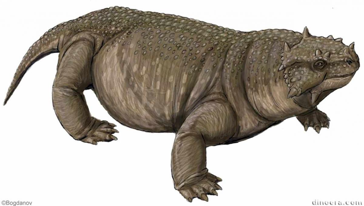 Deltavjatia vjatkensis