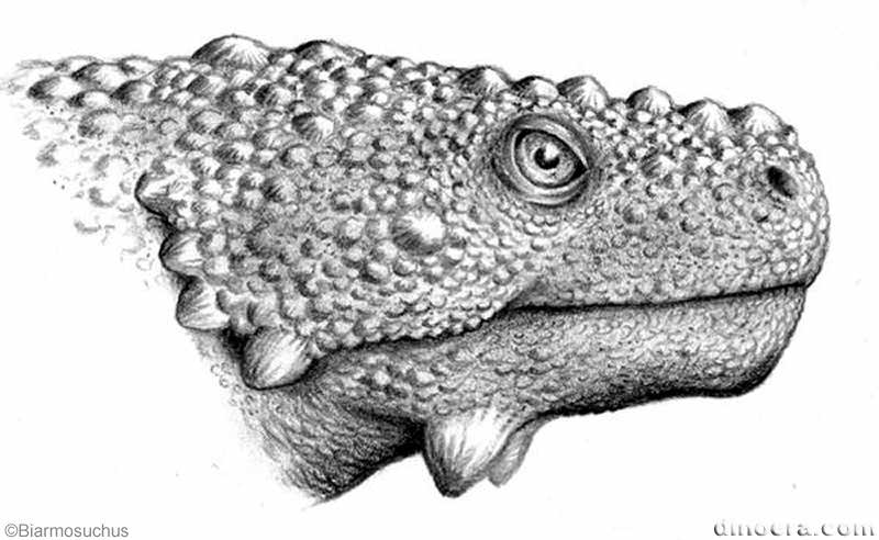 Deltavjatia vjatkensis