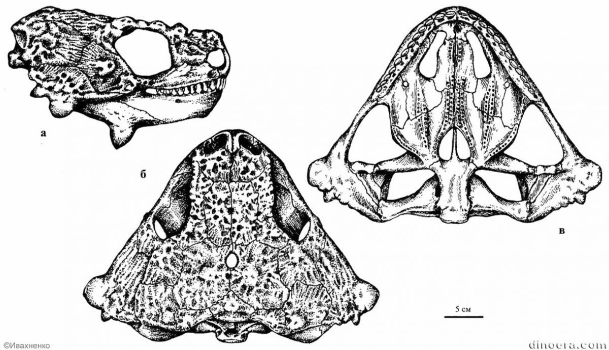 Deltavjatia vjatkensis