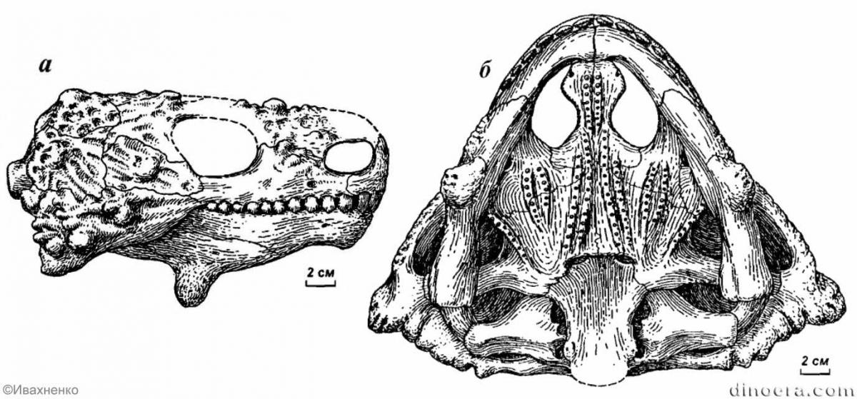Deltavjatia vjatkensis
