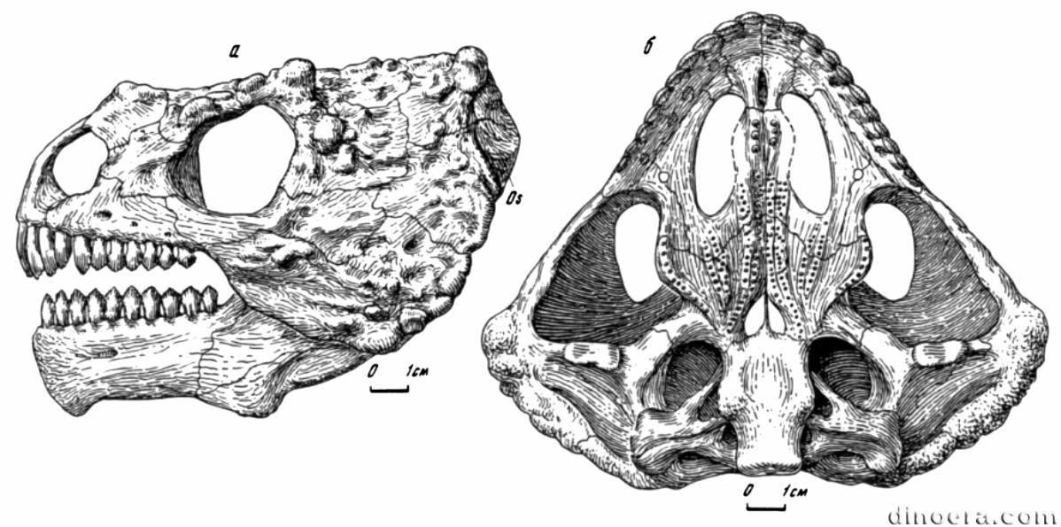 Deltavjatia vjatkensis