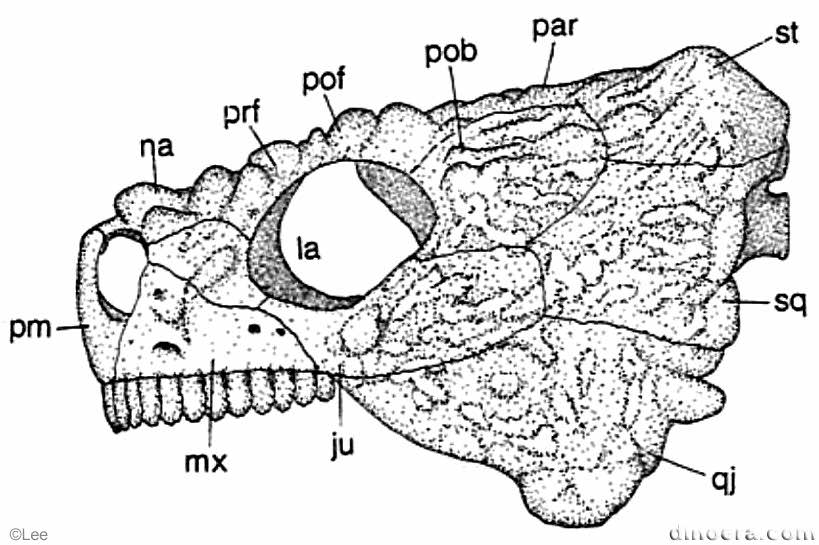 Deltavjatia vjatkensis