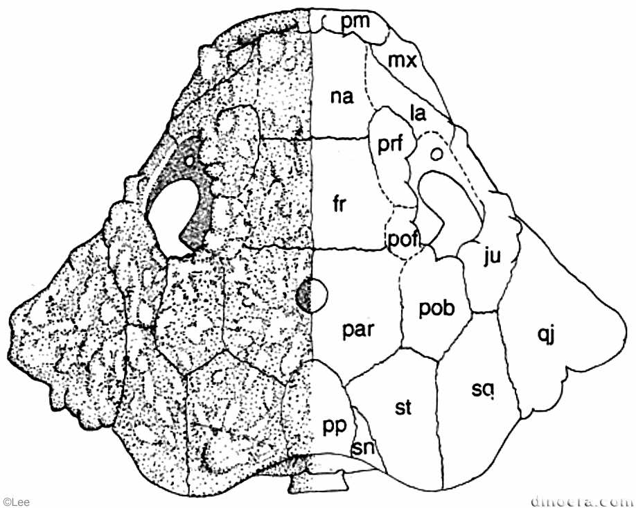 Deltavjatia vjatkensis
