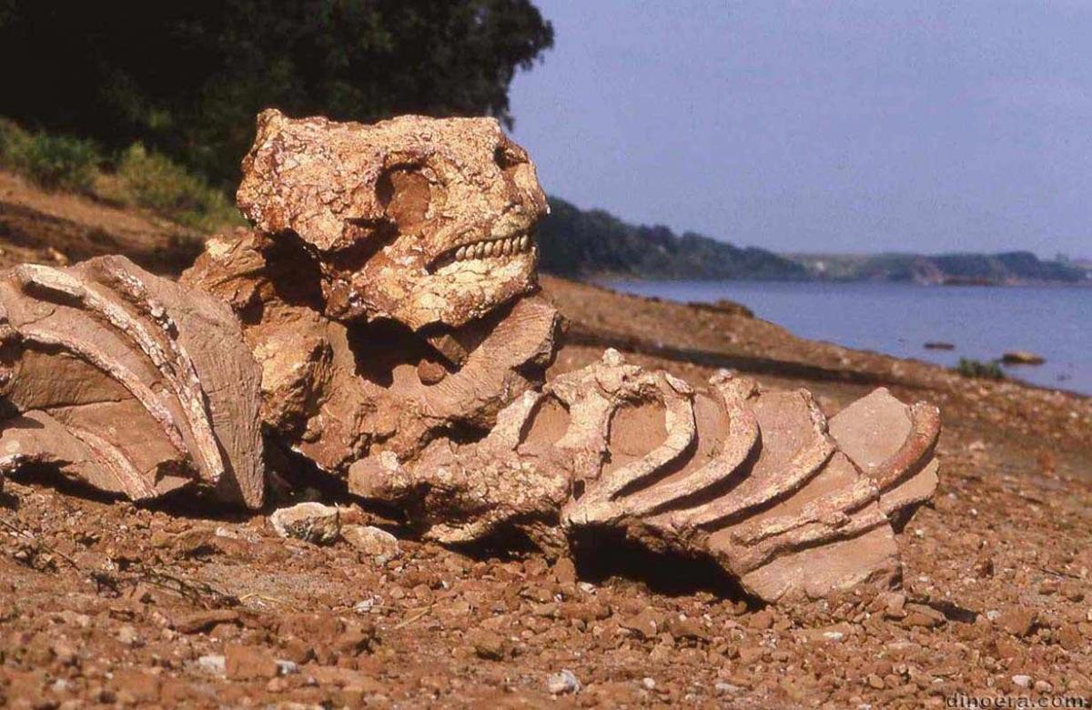 Deltavjatia vjatkensis