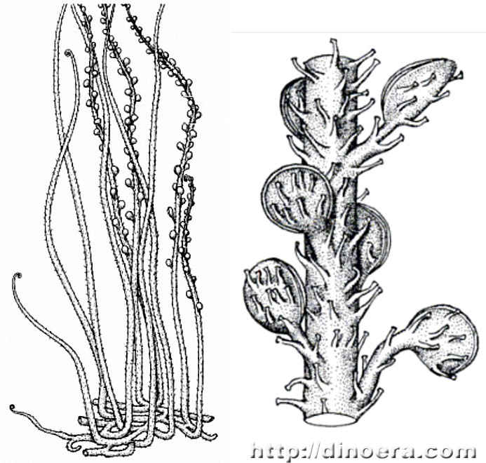 Discalis longistipa
