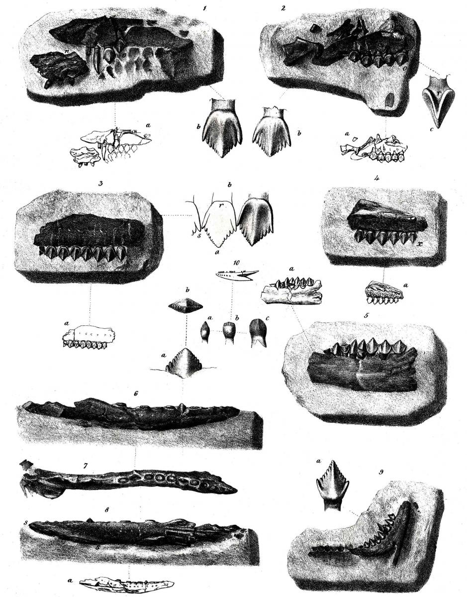 Echinodon becklesii 01 cc