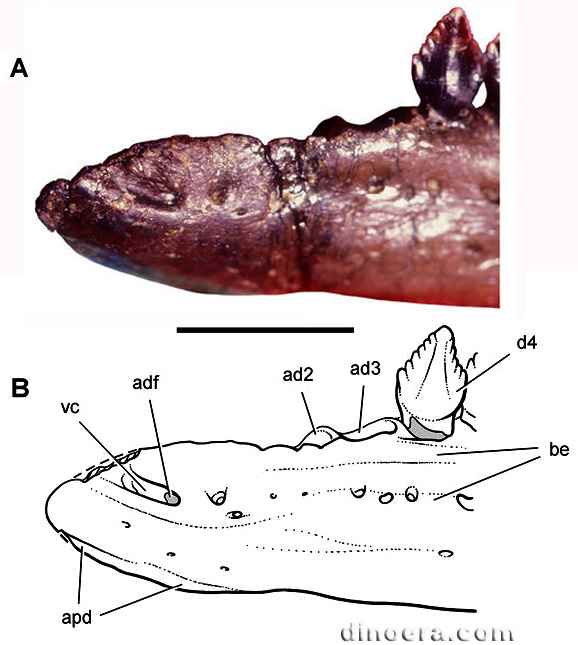 Echinodon becklesii 03а
