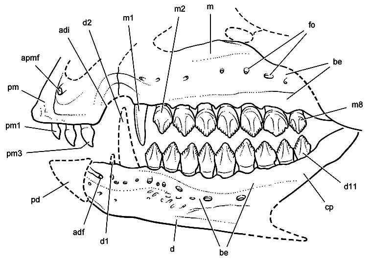 Echinodon becklesii 04 by Sereno cc