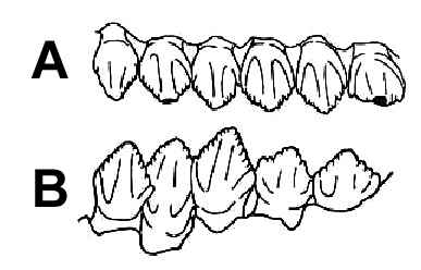 Echinodon becklesii 06 cc