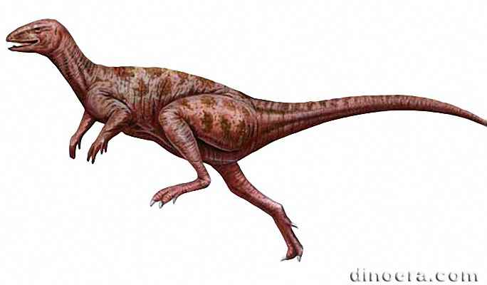 Echinodon becklesii 12 cc