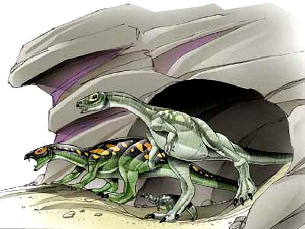 Echinodon becklesii 17 cc