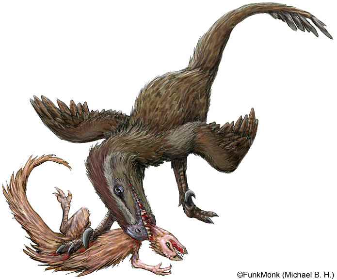 Echinodon becklesii 18