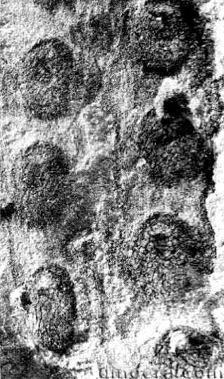 Eskdalia africana 01 cc