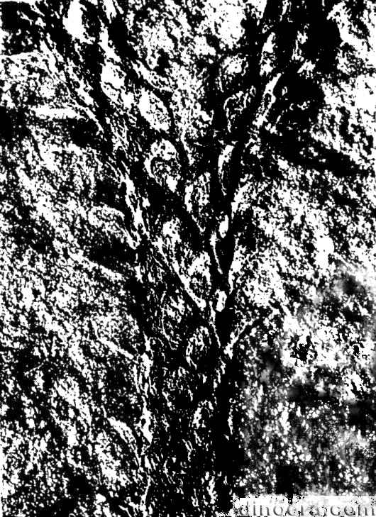 Eskdalia igrischense 01 cc