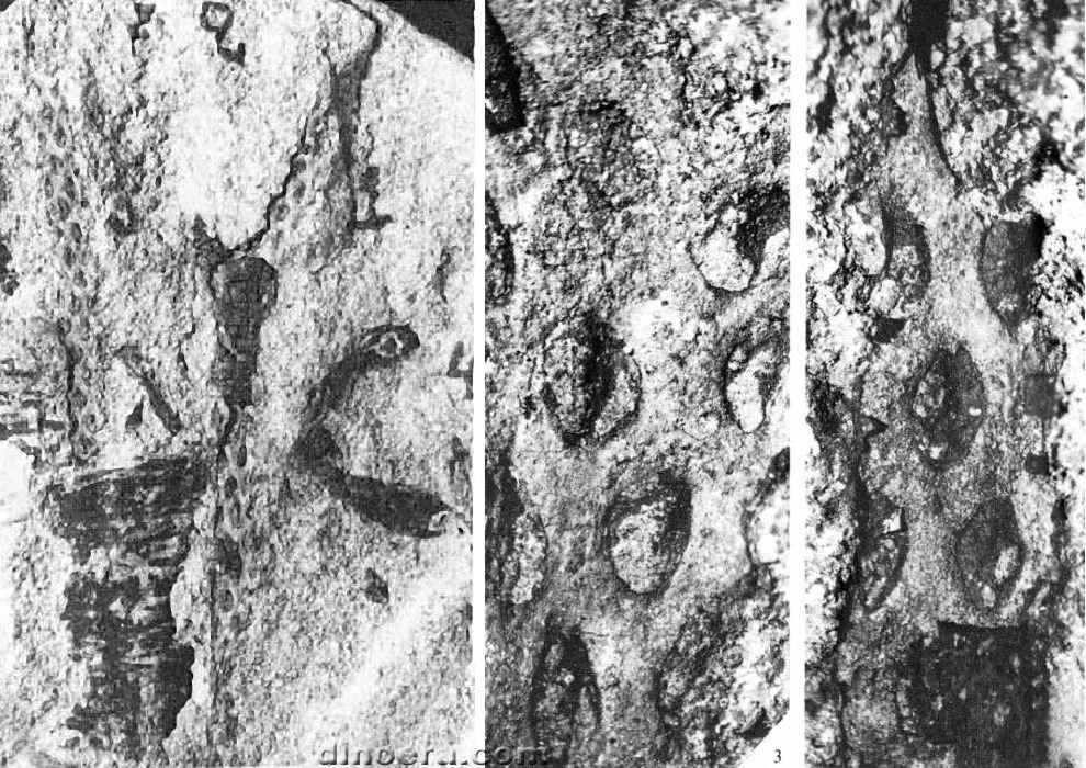 Eskdalia kidstonii 01a-02a cc