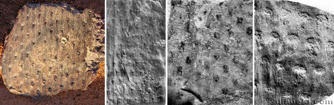 Eskdalia malikense 01-02-03 cc