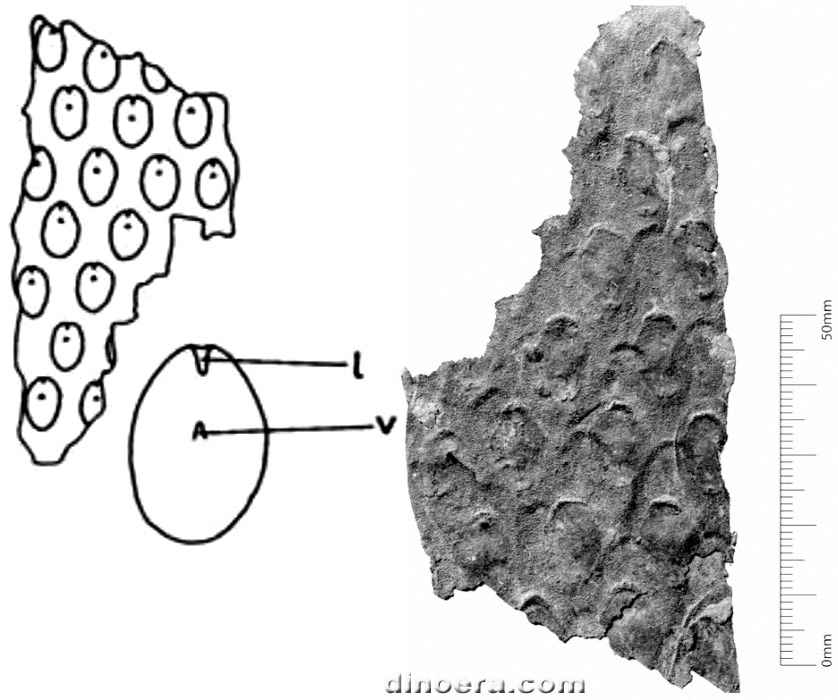 Eskdalia minuta 01-02 cc
