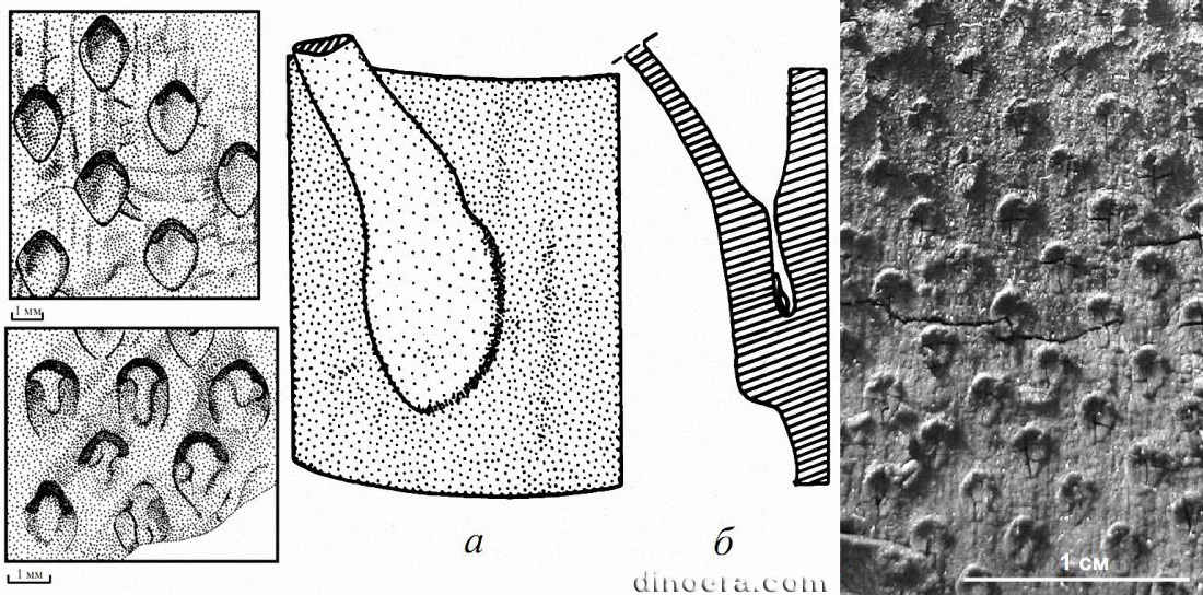 Eskdalia olivieri 01-02-03-04 cc