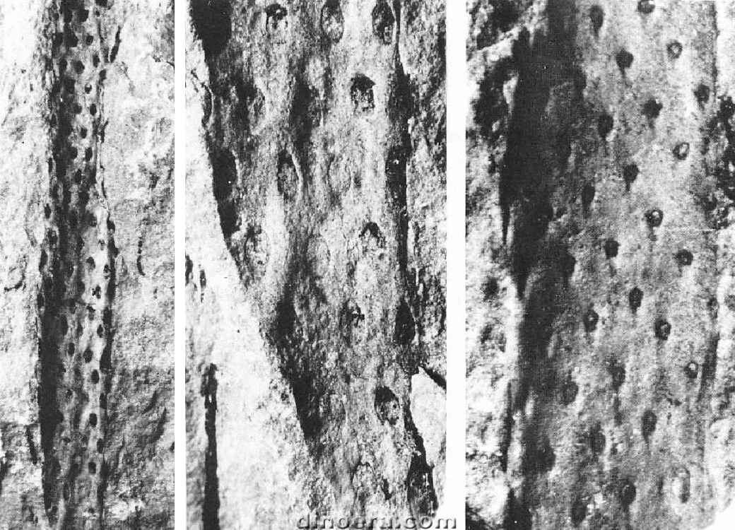 Eskdalia siberica 01-02 cc