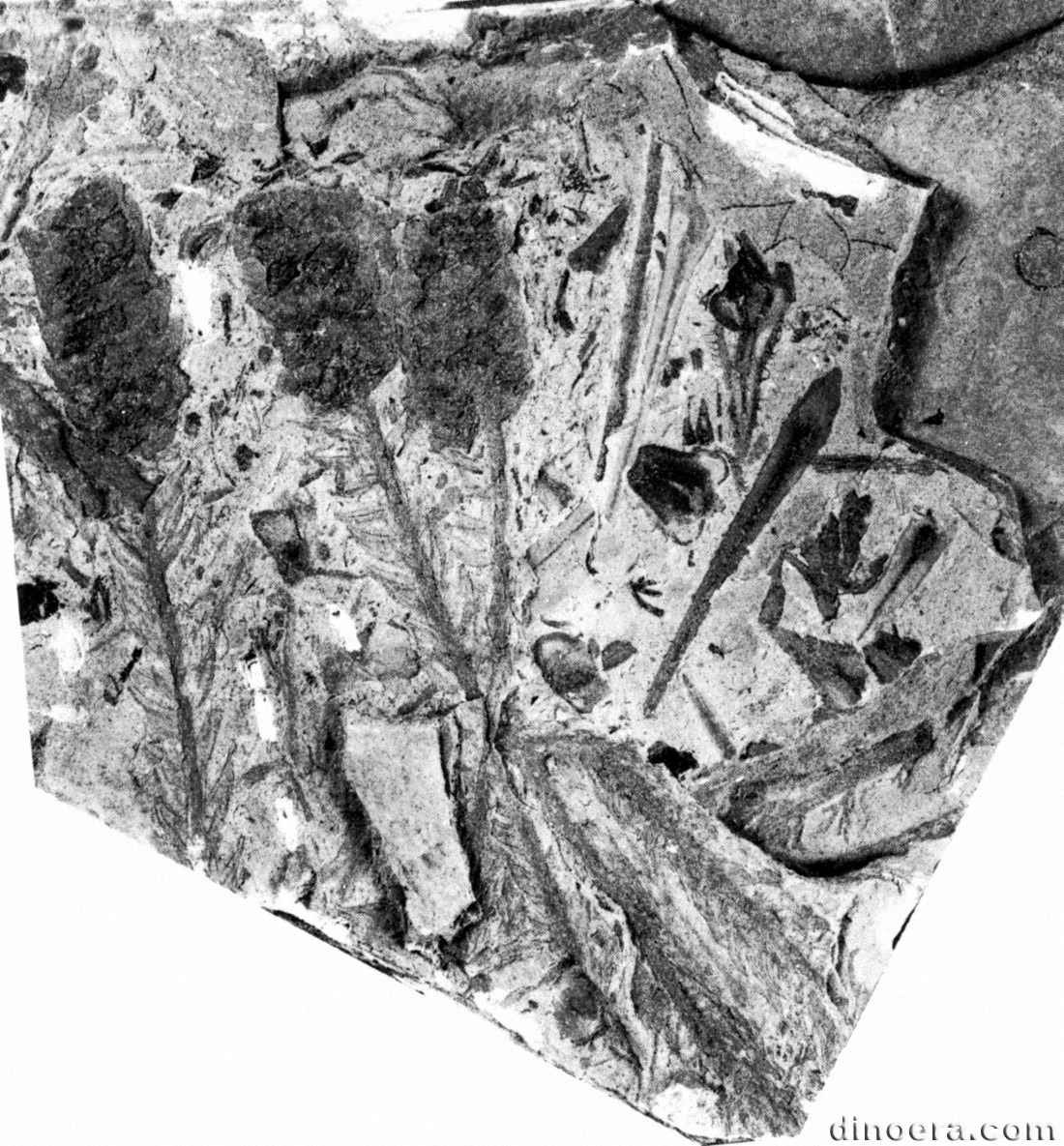 Eskdalia variabilis 01 cc