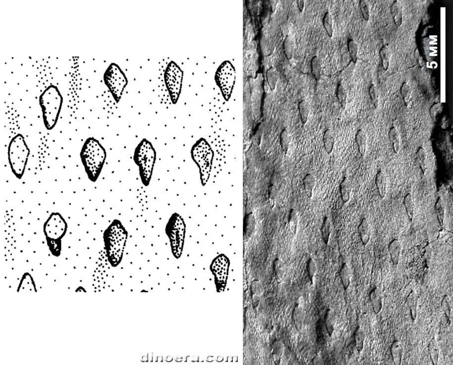 Eskdalia venskeliorum 01-02 cc