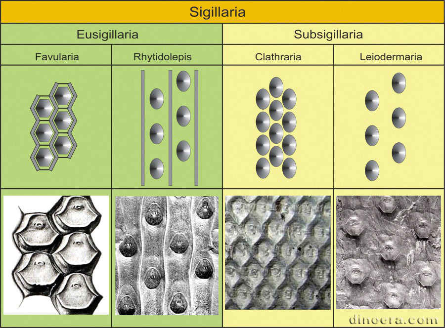 Eusigillaria и Subsigillaria 2a cc