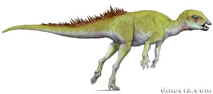 Fruitadens haagarorum 09 cc