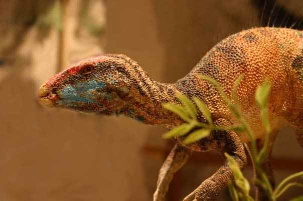 Fruitadens haagarorum 22 cc