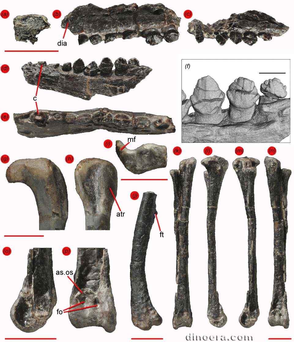 Fruitadens haagarorum 41 cc