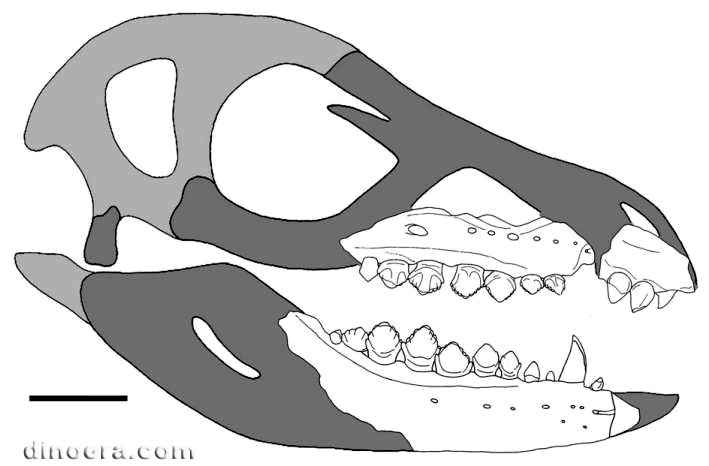 Fruitadens haagarorum 47 cc