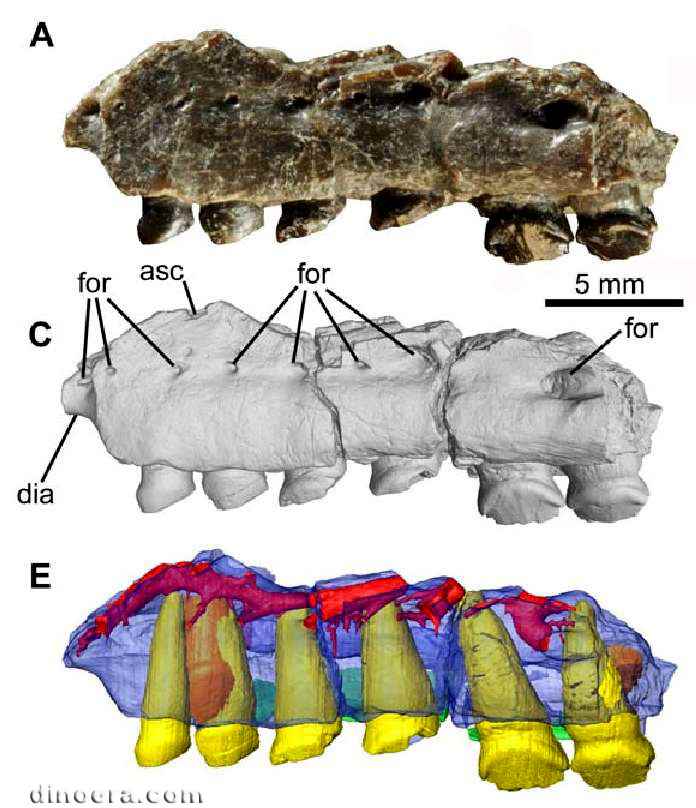 Fruitadens haagarorum 50 cc