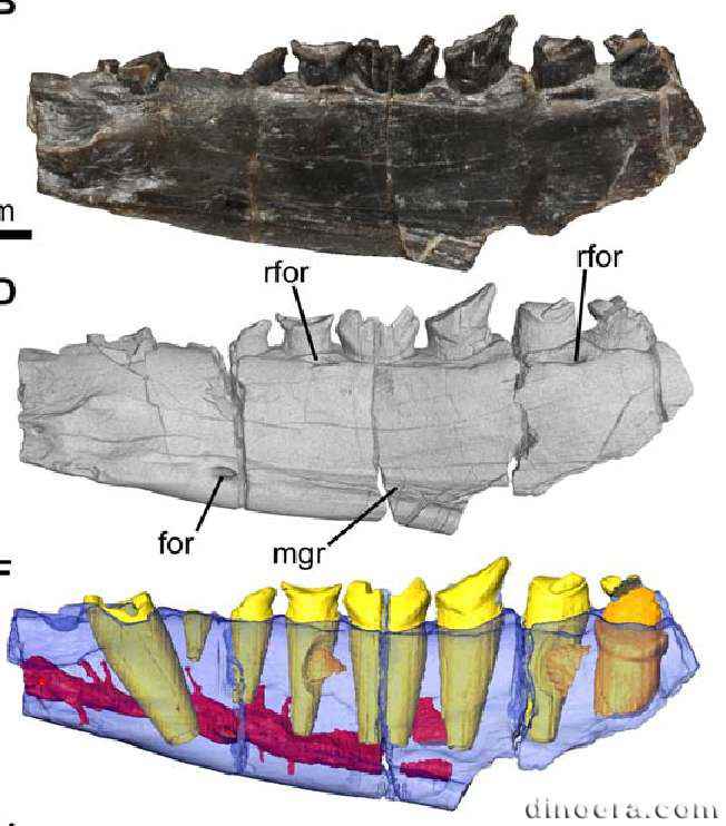 Fruitadens haagarorum 52 cc