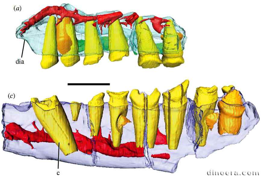 Fruitadens haagarorum 53 cc