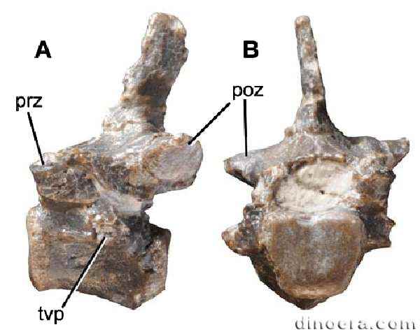 Fruitadens haagarorum 55 cc