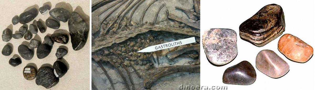 Gastroliths 01 cc