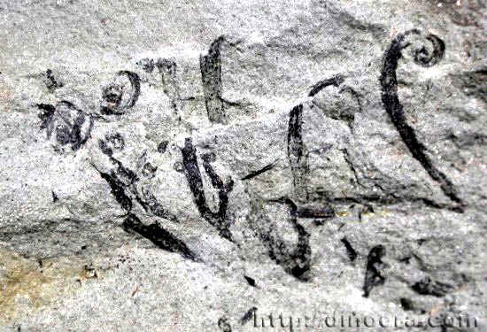 Gosslingia breconensis