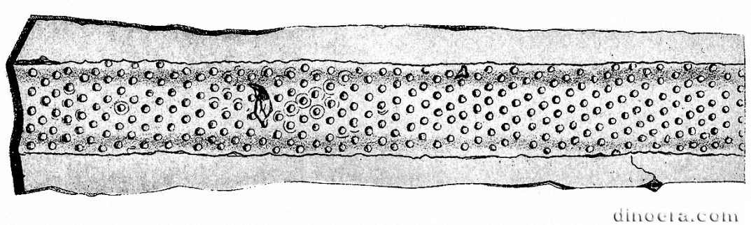 Halonia pulchella Halonia pulchella 01 cc