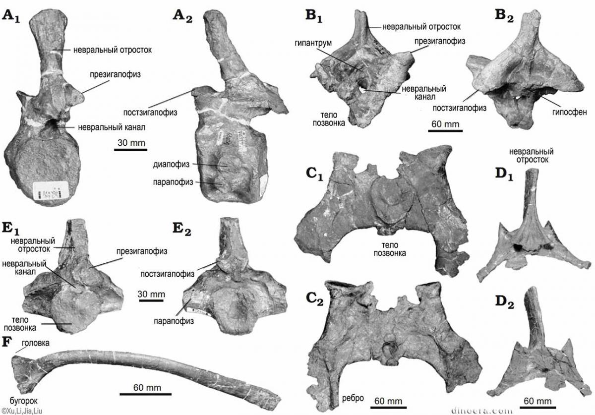 Honania complicidentata