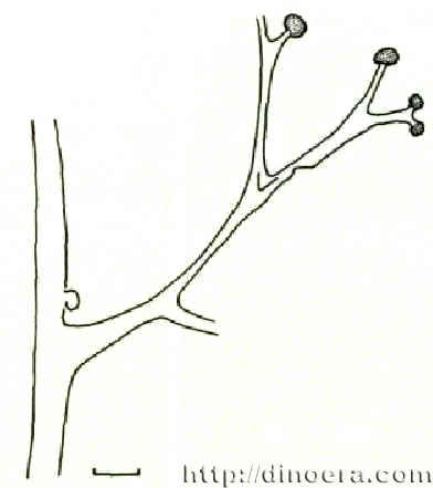 Hsua robusta
