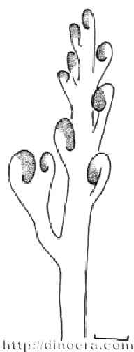 Huia recurvata
