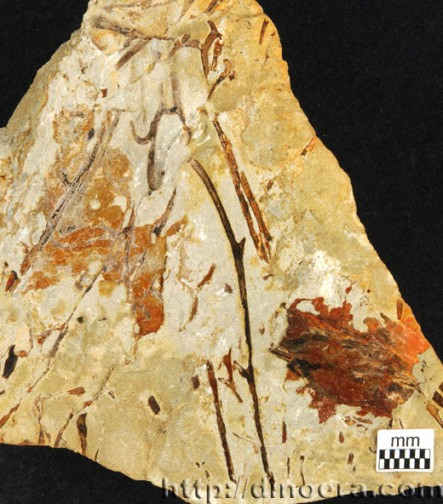 Huia recurvata