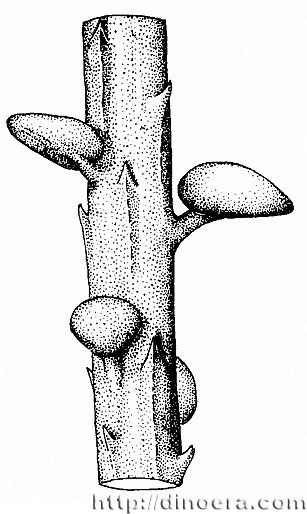 Kaulangiophyton akantha