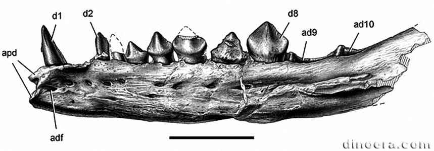 Kayenta Heterodontosaurid undescribed 01 cc