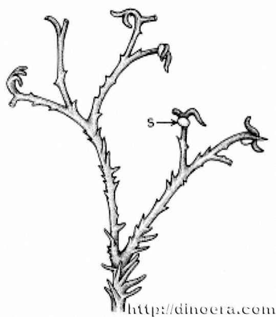 Koniora