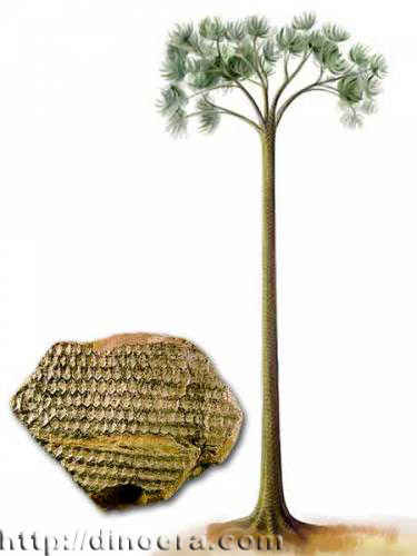 Lepidodendron